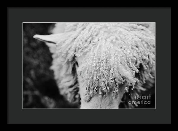 Black and White Sheep - Farmhouse Framed Print