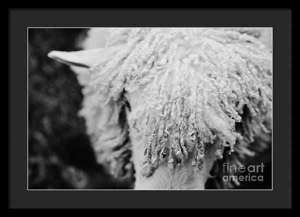 Black and White Sheep | Farmhouse Framed Print