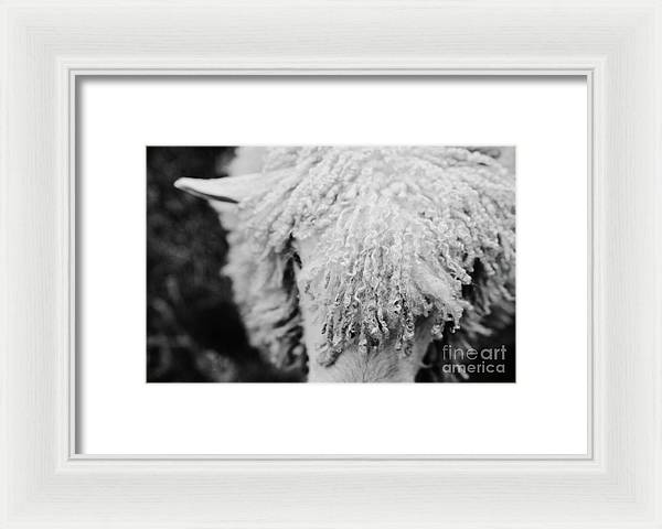 Black and White Sheep - Farmhouse Framed Print