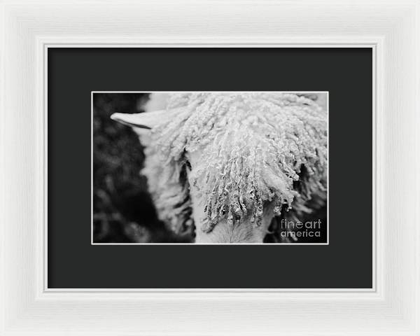 Black and White Sheep - Farmhouse Framed Print