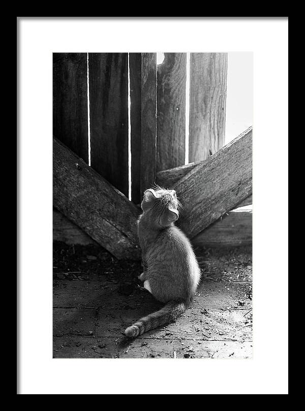 Curious Kitten - Framed Print