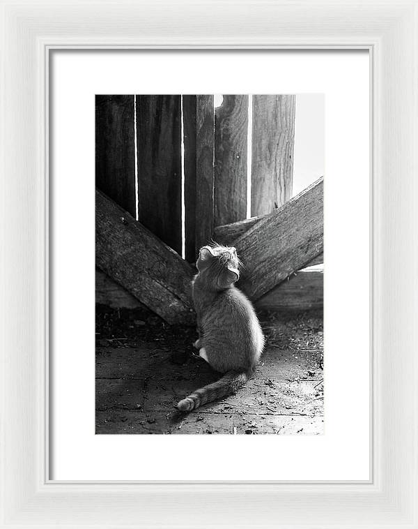 Curious Kitten | Framed Print