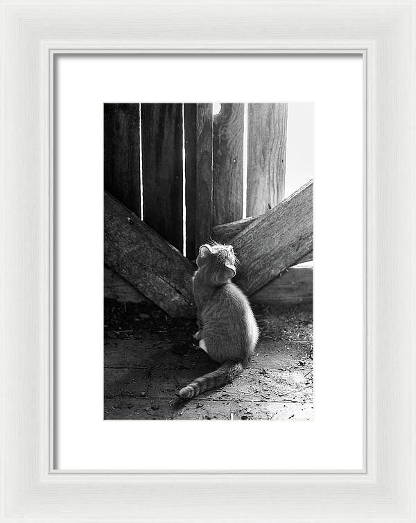 Curious Kitten | Framed Print