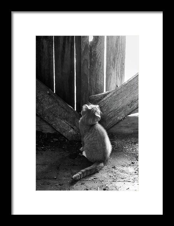 Curious Kitten | Framed Print