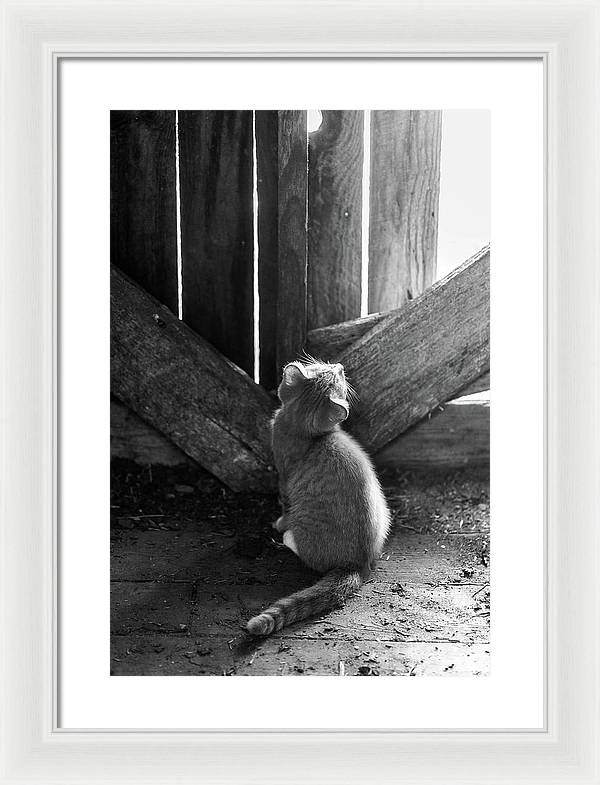 Curious Kitten | Framed Print