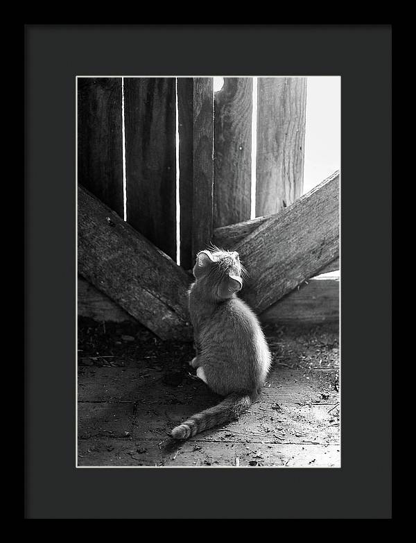 Curious Kitten - Framed Print