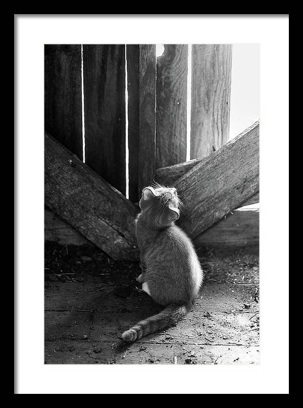 Curious Kitten | Framed Print