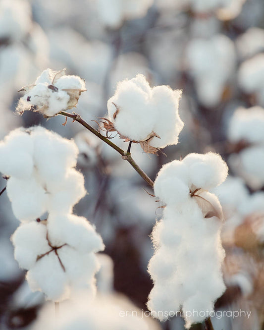 a close up of a cotton plant