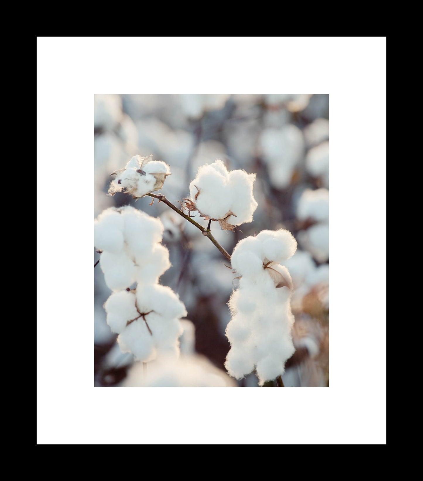 Cotton Bolls | Unframed Photography Print