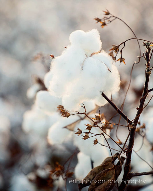 a close up of a cotton plant