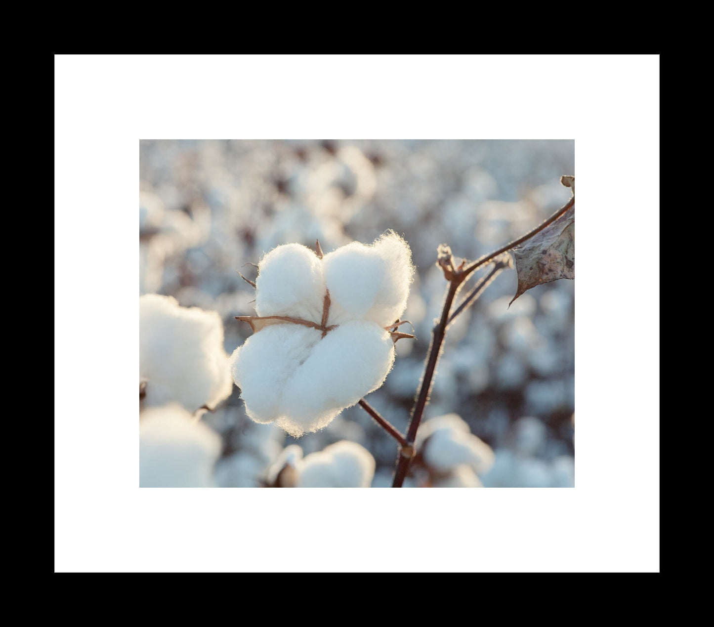 Cotton Photograph | Rustic Farmhouse Decor