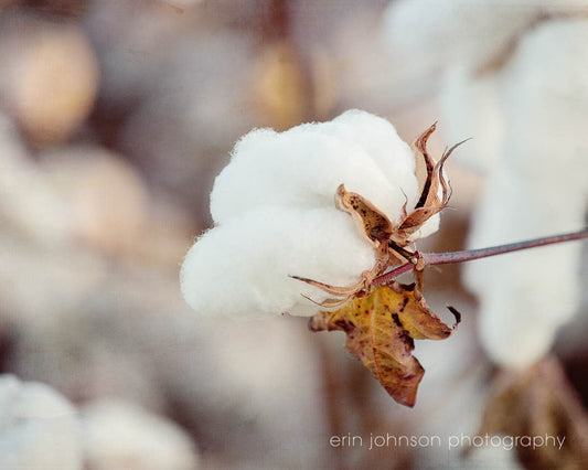 Cotton Photography Print | Rustic Farmhouse