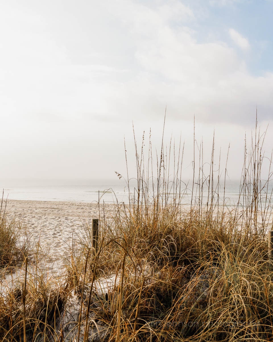 a sandy beach with tall grass and sea oats