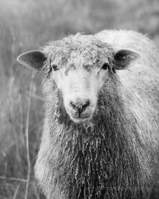 a black and white photo of a sheep