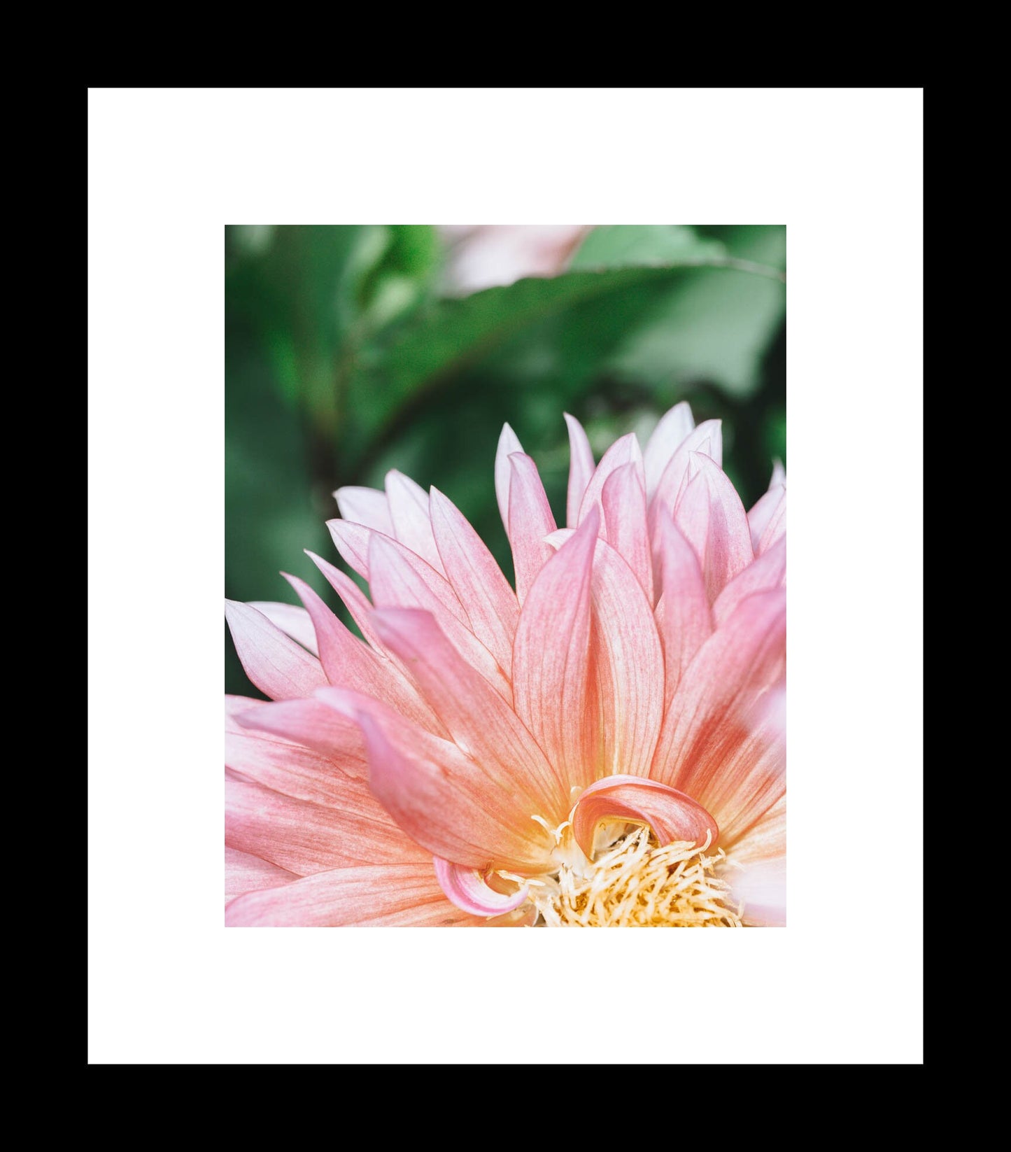 Pink Garden Dahlia | Floral Wall Art Photography Print