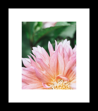 Pink Garden Dahlia | Floral Wall Art Photography Print