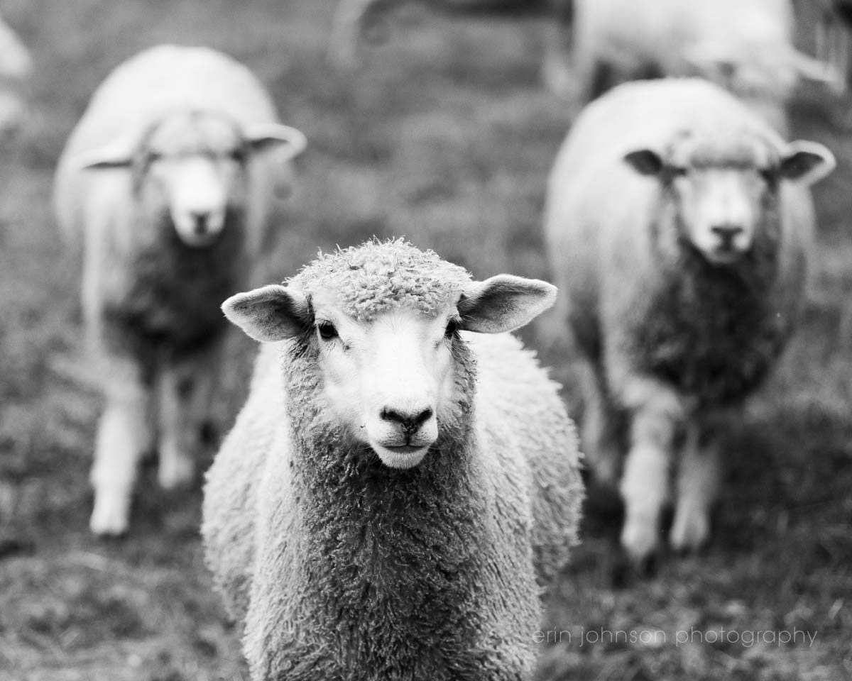 Three Sheep | Black and White Animal Print