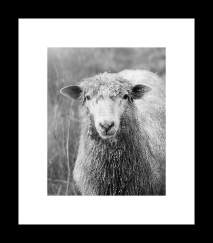 Black and White Sheep Portrait | Farm Animal Photography
