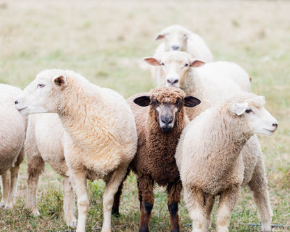 Black Sheep | Animal Photography Print