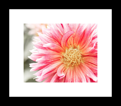 Pink Dahlia | Flower Fine Art Photography Print