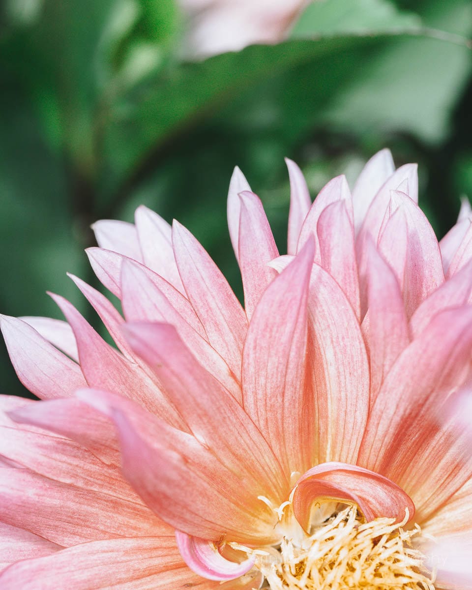 a pink and white flower with green leaves in the background