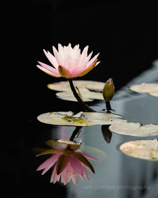 a pink flower sitting on top of a body of water