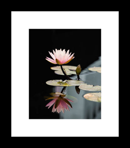 Waterlily Reflection | Flower Photography