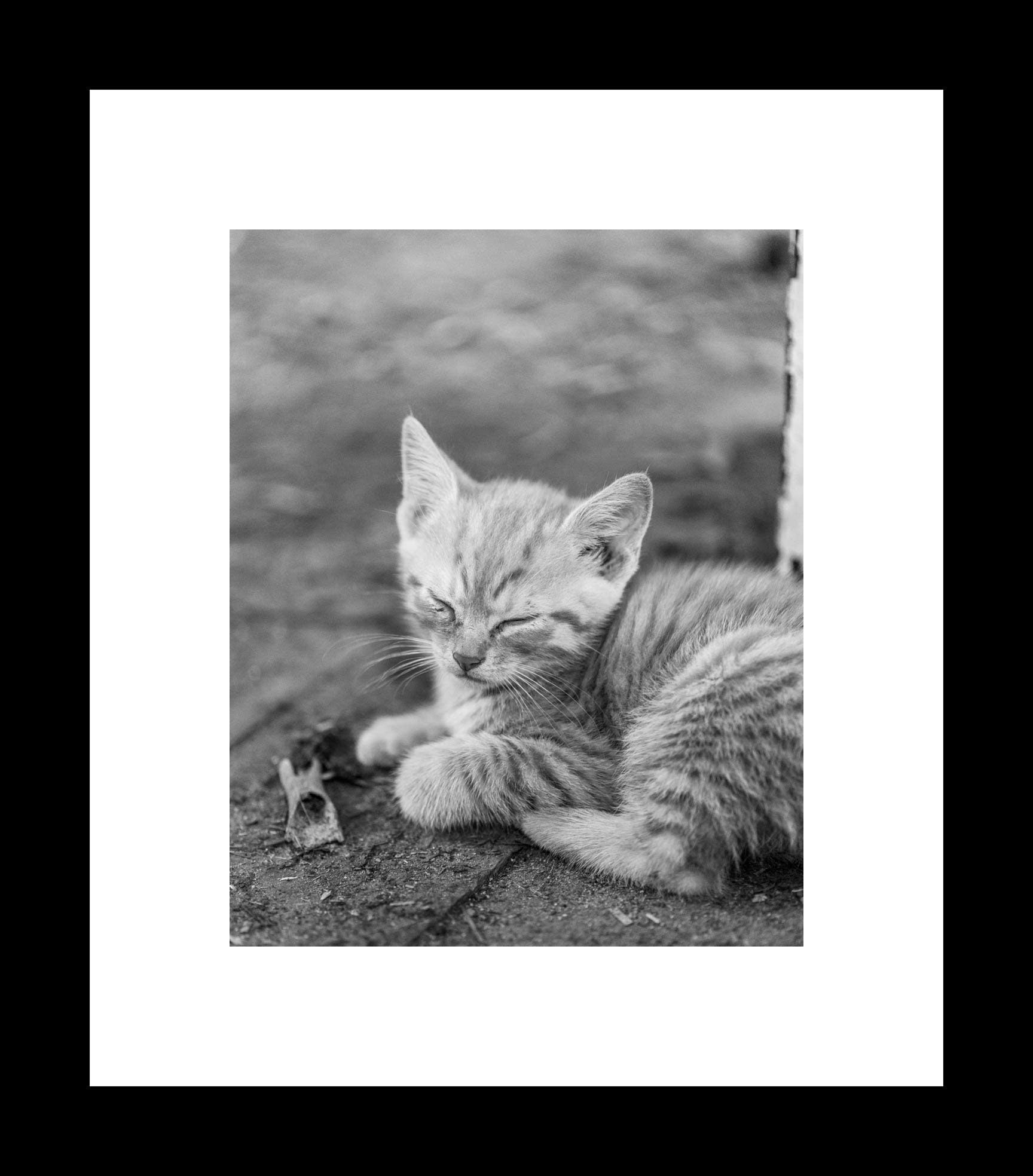 Black and White Barn Kitten Photography Print, Sleepy Cat Canvas Wall Art, Rustic Nursery Decor, Rustic Animal Farmhouse, - eireanneilis