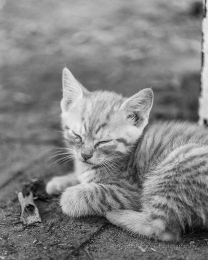 a small kitten laying on the ground 