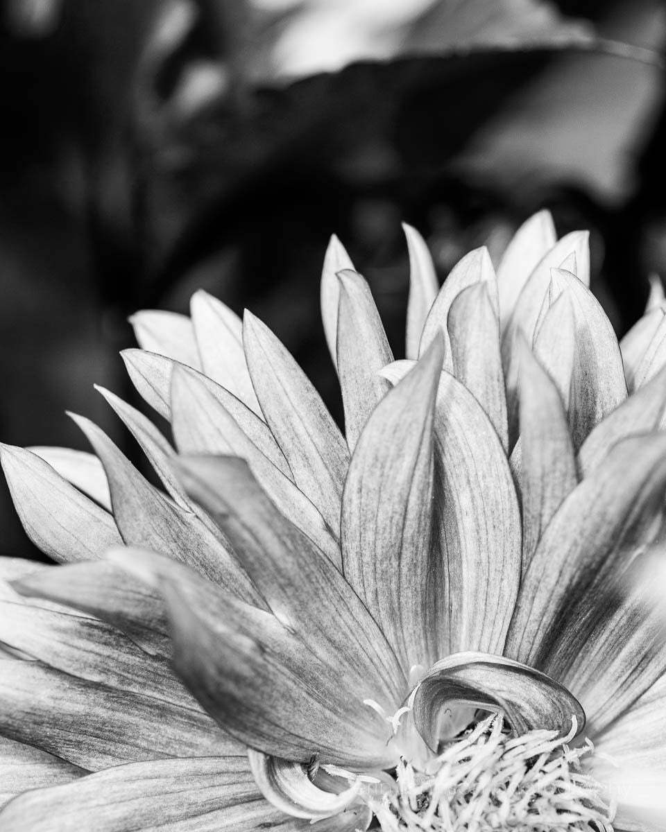 a black and white photo of a flower