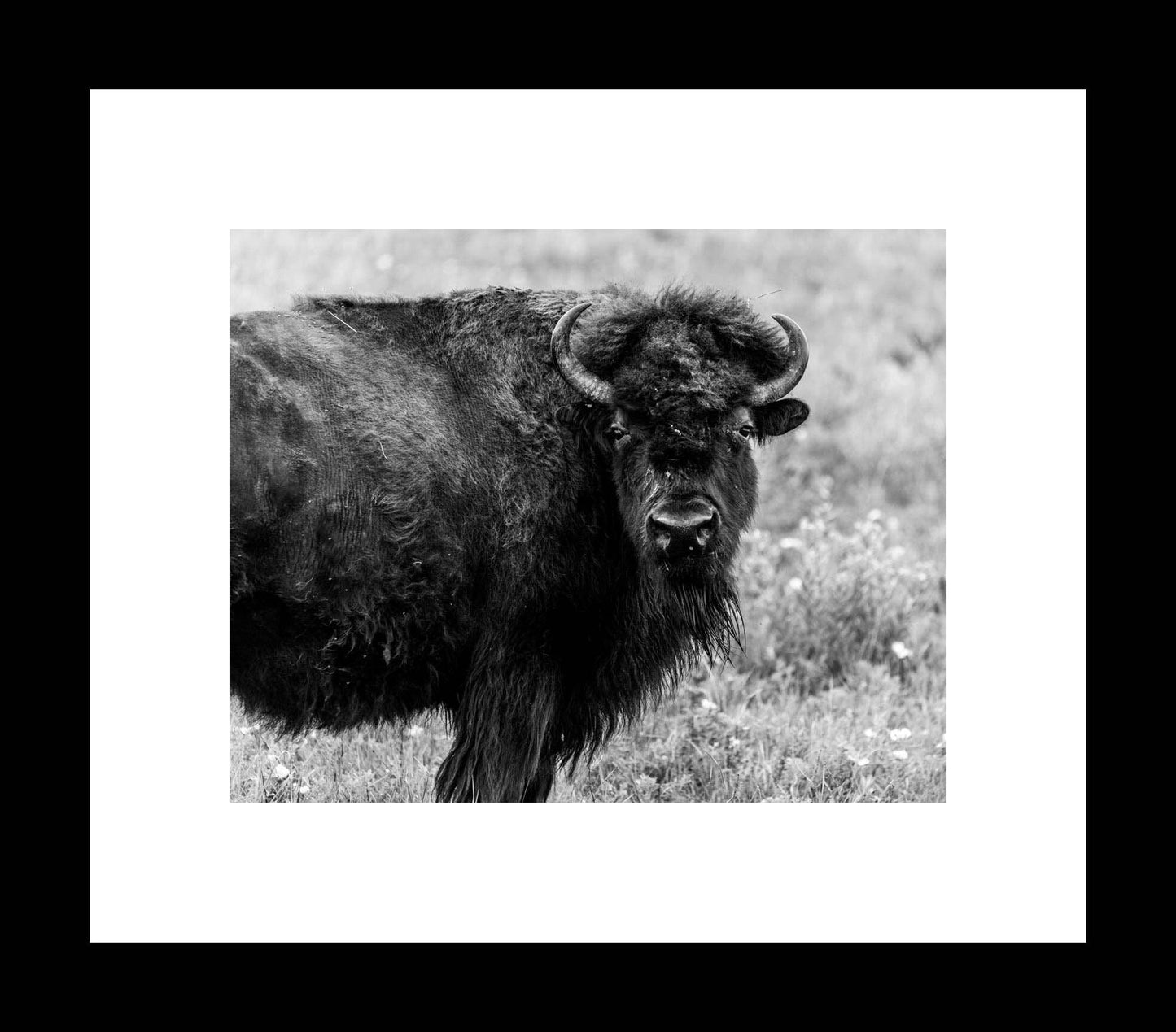 Black and White Bison | Custer State Park Print