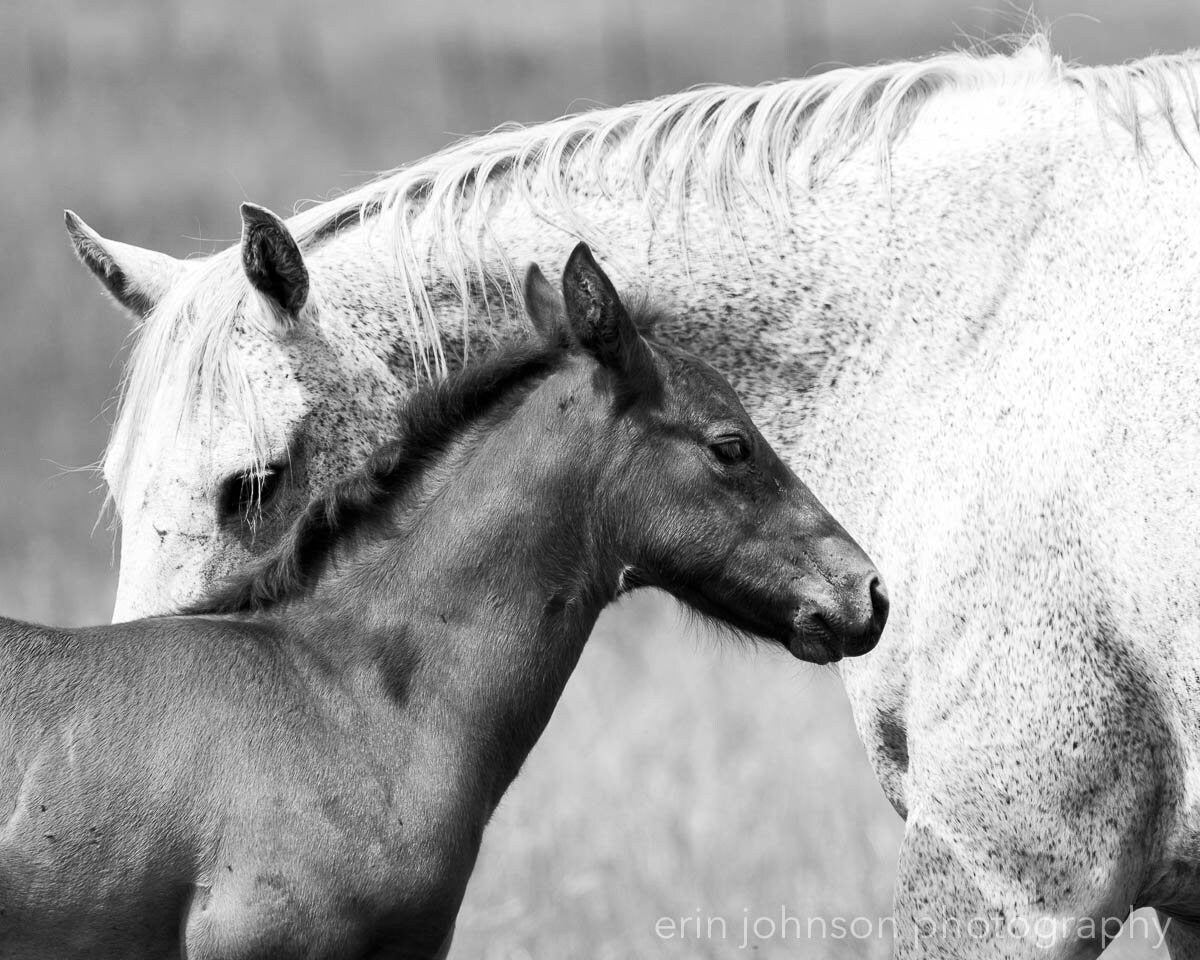 a black and white photo of a horse and a foal