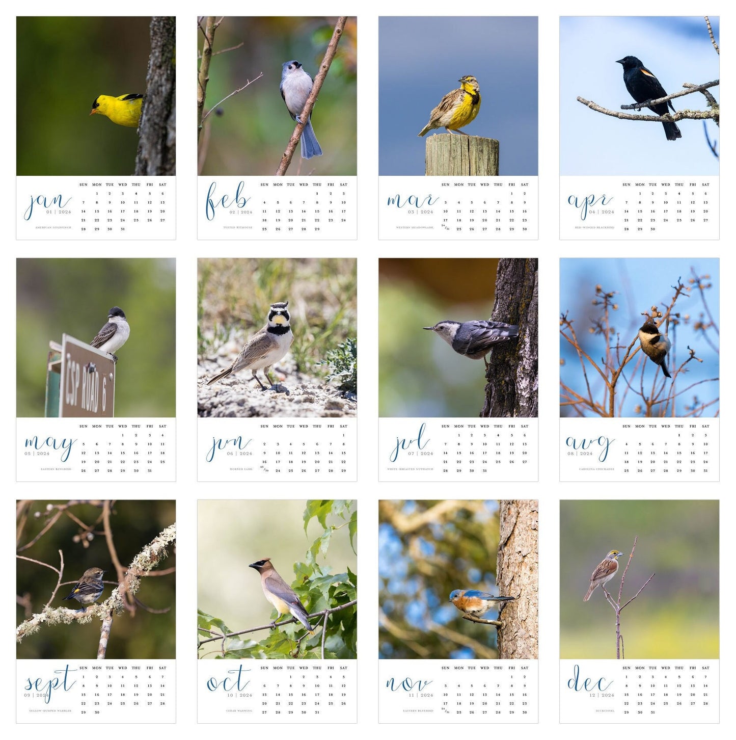 2024 Bird Photography 5x7 Desk Photography Calendar