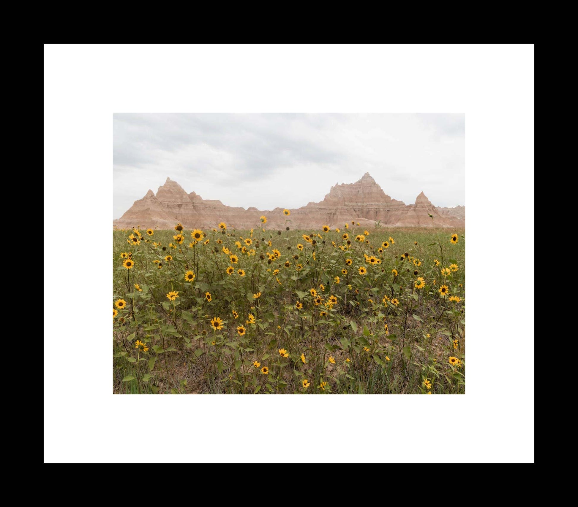Wild Flower Photography Landscape Canvas or Print, Badlands National Park Photography, South Dakota Midwest Wall Art