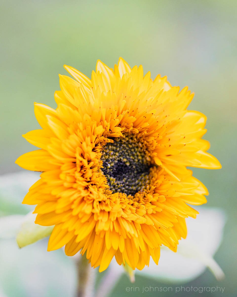 a yellow sunflower with a blurry background