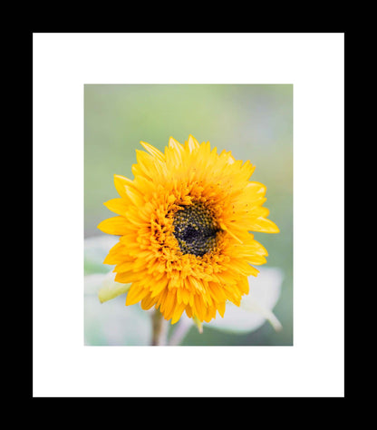 Sunflower Nature Photography Print, Yellow Nature Garden Art, Gallery Wrapped Canvas or Unframed Photo - eireanneilis