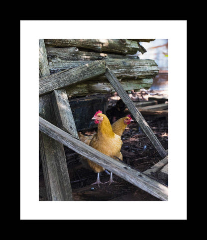 Orpington Chicken Art, Rustic Farmhouse Prints, Canvas Wall Art, Country Decor, Unframed Photography Print - eireanneilis