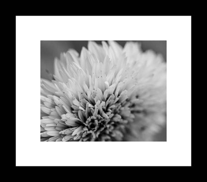 Macro Sunflower Nature Photography Print, Black and White Nature Garden Art, Gallery Wrapped Canvas or Unframed Photo - eireanneilis