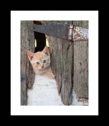 Barn Kitten Photography Print, Peek a Boo Nursery Canvas Wall Art, Rustic Nursery Decor, Rustic Animal Farmhouse - eireanneilis