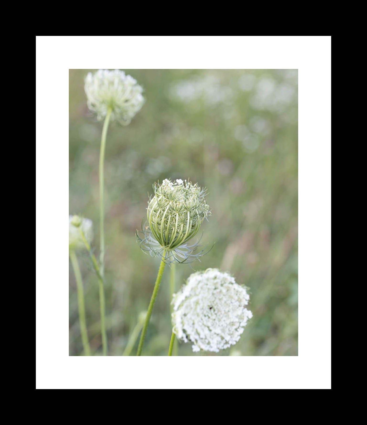 Green Queen Annes Lace Art, Unframed Floral Print or Canvas, Botanical Wildflower Floral Print, Nature Photography, Living Room Wall Art - eireanneilis