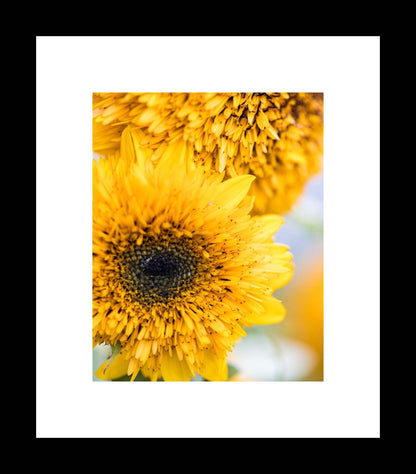 Yellow Sunflower Print, Garden Nature Gift, Floral Art Prints, Gallery Wrapped Canvas or Unframed Photograph - eireanneilis