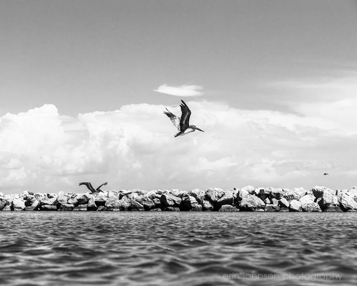 a black and white photo of birds flying over the water
