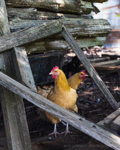 a yellow chicken standing under a wooden structure