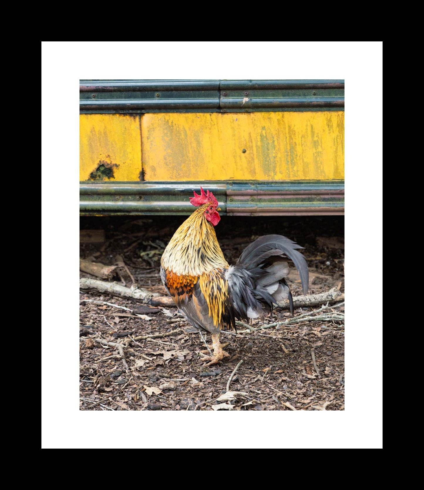 Rooster Photography Print, Rustic Farmhouse Prints, Canvas Wall Art, Country Decor, Unframed Photography Print - eireanneilis