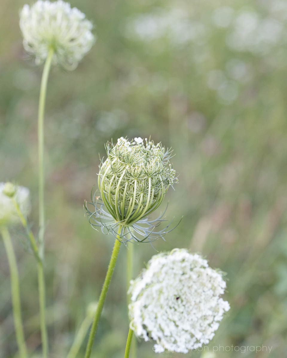 Green Queen Annes Lace Art, Unframed Floral Print or Canvas, Botanical Wildflower Floral Print, Nature Photography, Living Room Wall Art - eireanneilis