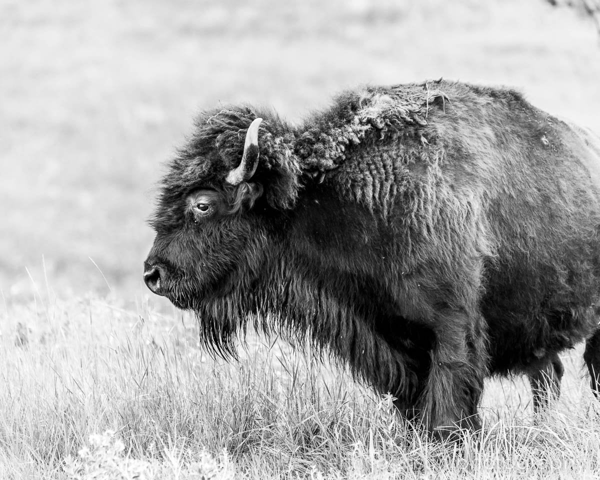 Black and White Bison, Custer State Park Photography Print, Animal Art, South Dakota Travel, Western Wall Art, Buffalo - eireanneilis