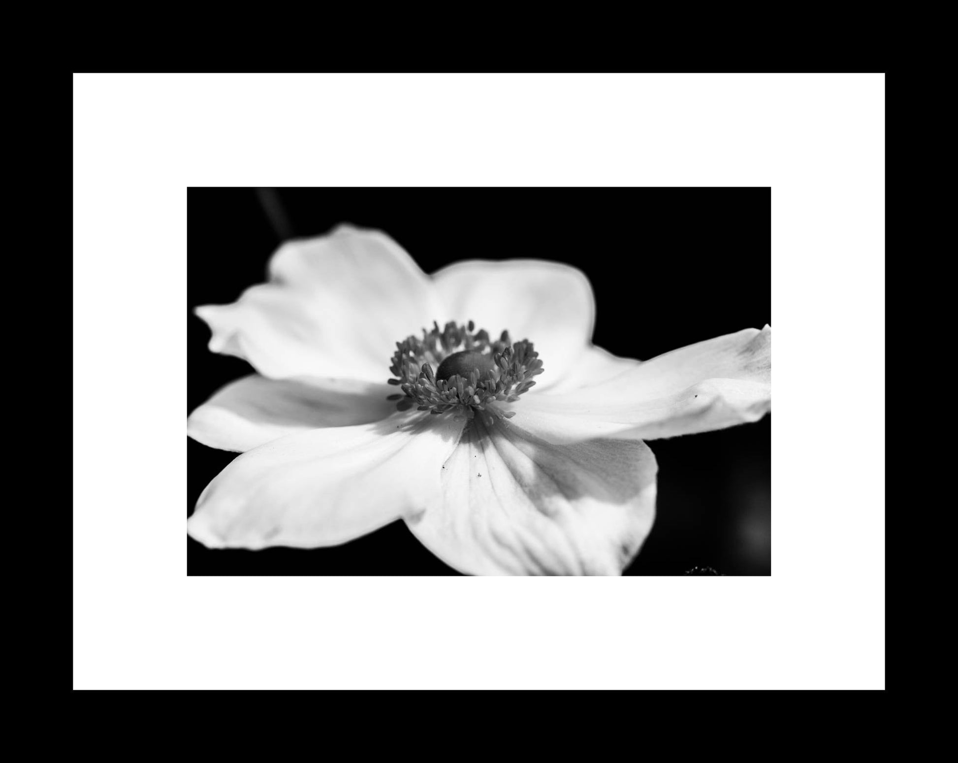 Moody Black and White Japanese Anemone Photography Print, Botanical Gallery Canvas or Unframed Photo, Nature Wall Art - eireanneilis