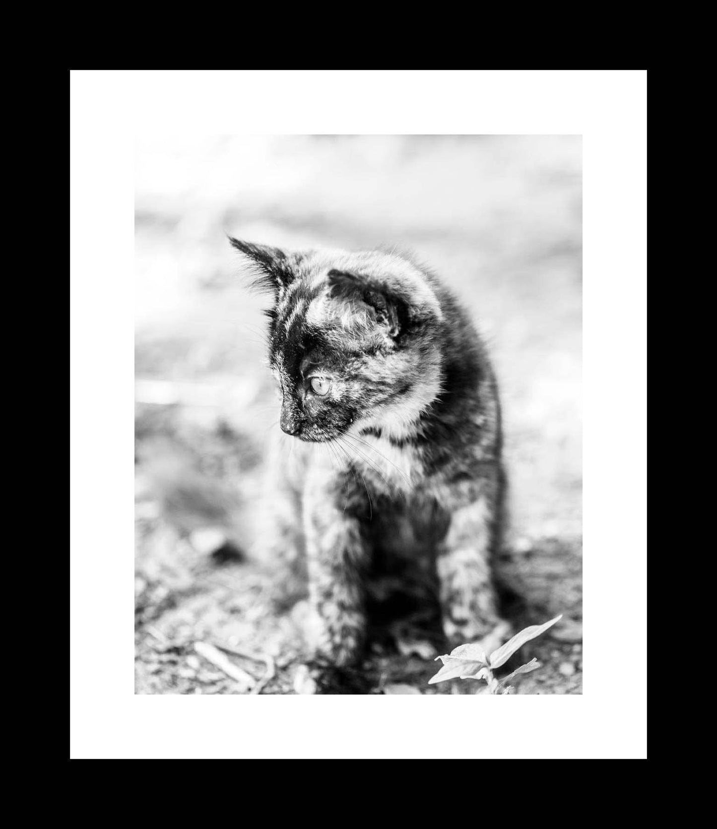 Black and White Kitten Photography Print, Cat Portrait, Canvas Wall Art, Rustic Nursery Decor, Rustic Animal Farmhouse Wall Decor - eireanneilis