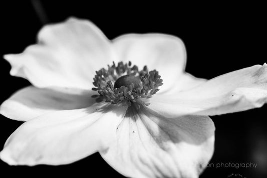 Moody Black and White Japanese Anemone Photography Print, Botanical Gallery Canvas or Unframed Photo, Nature Wall Art - eireanneilis