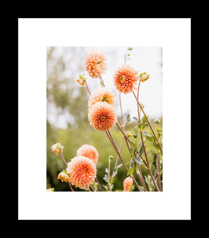 Orange Dahlia Photography Print, Summer Botanical Garden Gift, Flower Nature Art Prints, Canvas or Unframed Photo - eireanneilis